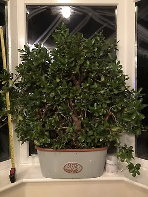 £275 • Buy Very Large Crassula Ovata Ovata Jade Money Plant