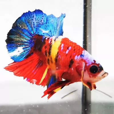 Live Betta Fish - Male - Koi Fancy Candy Multicolor Halfmoon Plakat  (PKFEB24) • $9.99