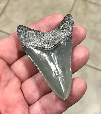 FABULOUS -S.W.FLORIDA- “LOWER DAGGER”-3.13” X 2.05” Megalodon Shark Tooth Fossil • $114