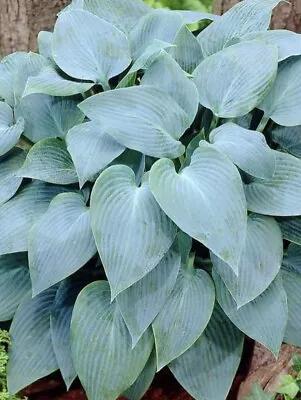 Hosta “Canadian Blue” Plant - Perennial- Garden Ready- Lot 2 • £8