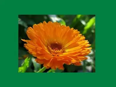 $4.99 • Buy Calendula Flower - Marigold -  Dried Tea Herb -  Against Sore Throats 1 Oz 