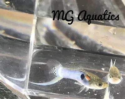 Japanese Blue Swordtail Guppy Breeding Trio Live Fish USA Breeder • $35