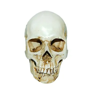 Human Skull Replica 1:1 Head Skeleton Sturdy Resin Model Anatomy Teaching Supply • $25.48