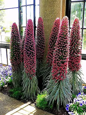 Echium Wildpretii X 10 Seeds. Tower Of Jewels.  • $4.80