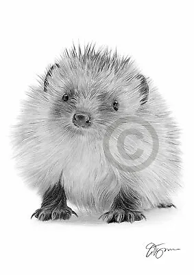 £8.99 • Buy Baby HEDGEHOG Art Pencil Drawing Print A4 Only Signed By Artist Gary Tymon