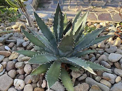 Agave Horrida • $45