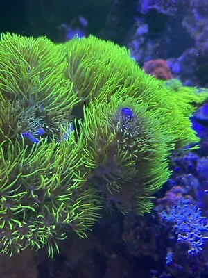 ULTRA NEON Green Star Polyp GSP Soft Coral Beginner Grass Not SPS LPS ZOA  • £9.95