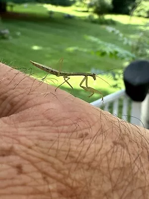 Chinese Praying Mantis Nymph - LIVE Healthy. Size L4 Approximately 1” -1.5” Long • $25