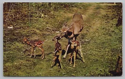 Animal~Doe & Fawn Triplets On Path~Vintage Postcard • $3.20