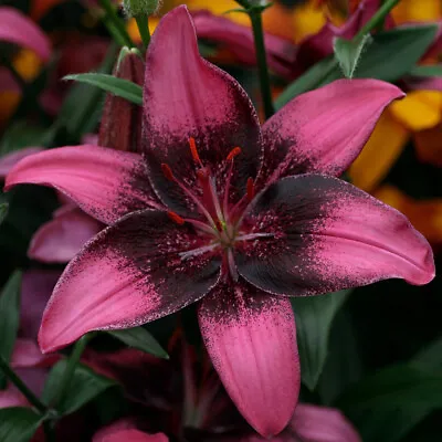 LILIUM Purple Eye LILY BULBS HARDY PERENNIAL SUMMER FLOWERING PLANT -FRAGRANT • £6.99