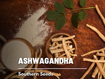 Ashwagandha - Indian Ginseng - Heirloom Seeds - Rare Medicinal Herb (Wit • $1.95