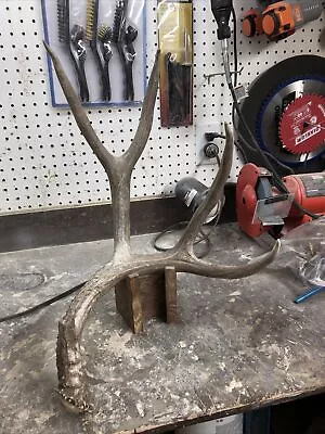 Huge 84-85” Mule Deer Shed Antlers Horns Elk Moose Rack • $200