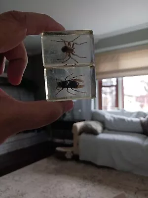 VINTAGE 60’s LUCITE ENCASED BEETLE BUGS SPIDER Set Of 2 1.5x.50 • $16