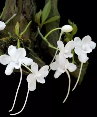 Amesiella Monticola -  Large Snow Snow-white Flowers On A Mini • $28