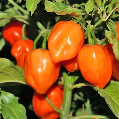 Orange Habanero Pepper Seeds 30+ Hot Vegetable NON-GMO HEIRLOOM FREE SHIPPING • $2.45