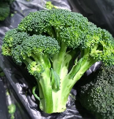 BROCCOLI 150+ Seeds Easy To Grow Autumn Heirloom Vegetable Garden Winter Heading • $5.99