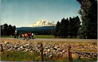 Mt. Adams Washington Cowboy Driving Cattle Down Road Postcard • $3.99
