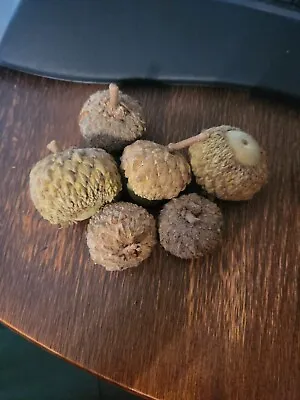 12 BUR OAK ACORNS - Quercus Macrocarpa • $7