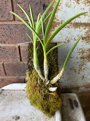$20.50 • Buy Dendrobium Gloucester Sands Mounted