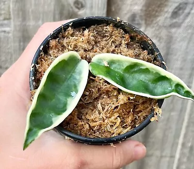 Hoya Suzie - Collection No:136 - RARE Indoor Outdoor Wax Plant - Houseplant • $34.50