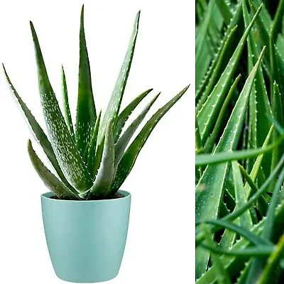 Aloe Vera Plant - Large Plant Around 30-40cm - Includes Mint Pot • £18.99