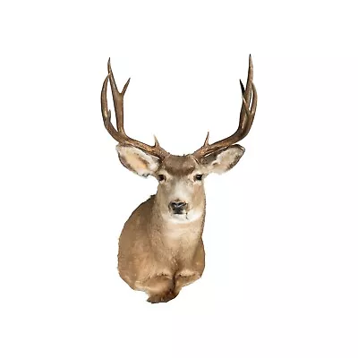Idaho Mule Deer • $450