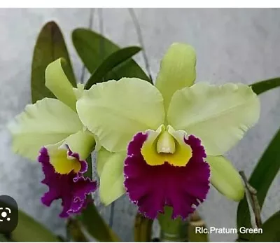 $55 • Buy FPOrchids Cattleya Rlc. Pratum Green