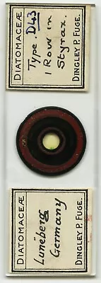 Antique Microscope Slide By D.P. Fuge Of 1 Row Of Diatom Types From Germany • $9