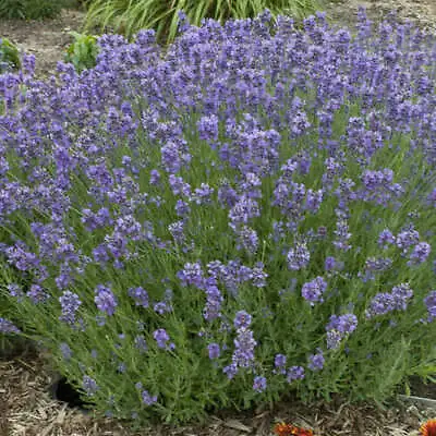 Munstead Lavender Seeds | 50 Seeds | Heirloom - Non-GMO | Free Shipping | 1137 • $1.89