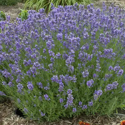 Munstead Lavender Seeds | Heirloom - Non-GMO | Free Shipping | Herb Seeds | 1137 • $2.19