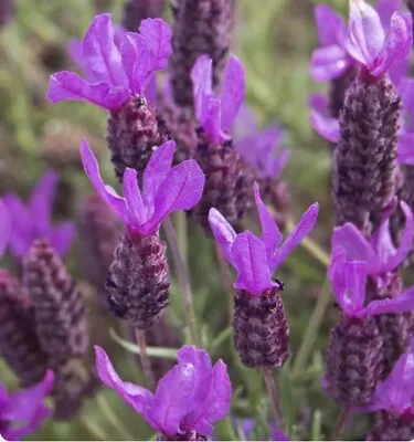 French Lavender - Lavendula Stoechas - 50+ Quality Flower Seeds Uk Seller • £1.49