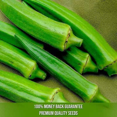 OKRA Greenish 15+ Seeds Grow VEGETABLES Garden Sweet Okra • $3.99