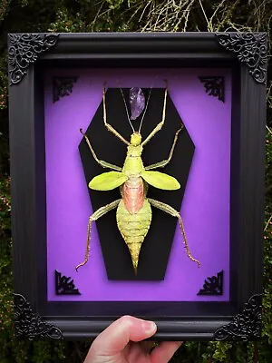 £110 • Buy Framed Jungle Nymph Insect Display Stick Insect Heteropteryx Dilatata Coffin