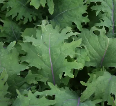 ORGANIC  - 100 X Red Russian Kale Heirloom SEEDS – Quality UK Seed Fast Dispatch • £2.69