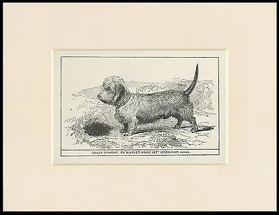£7.99 • Buy Dandie Dinmont Terrier Antique 1900 Wood Block Engraving Dog Print Ready Mounted