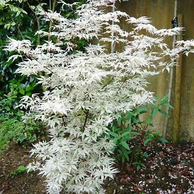 $3.59 • Buy 10 Seeds White Japanese Maple Tree SEEDS ARE HULLED FOR FASTER GROWTH