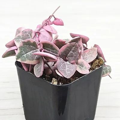 Succulent Pot Plant - Ceropegia Woodii : String Of Hearts Variegated - In 2  Pot • $6.99