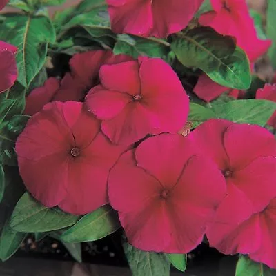 Vinca Seeds 50 Seeds Vinca Pacifica Xp Burgundy • $4.25