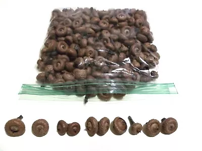 250  Miniature Acorns  Tiny Dried Michigan Oak Tree Art-Craft Hobby Project Lot • $9.95