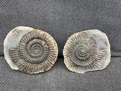 Pos/Neg Fossil Ammonite Nodule Dactylioceras Sp Whitby Yorkshire Jurassic • $43.46