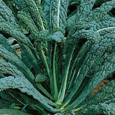 Kale Seeds Nero Di Toscana 200 Fresh Cavolo Nero Seeds Curly Dark Kale Vegetable • £2.09