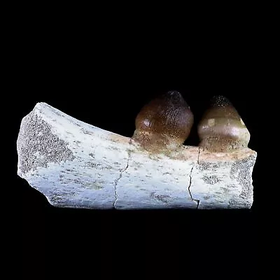 3.6  Globidens Mosasaur Fossil Teeth Jaw Bone Cretaceous Dinosaur Era COA • £154.26