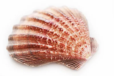 $8.99 • Buy 1 Large Lions Paw Scallop 5-6  Seashell For Baking Smudging Crafts Beach Decor.