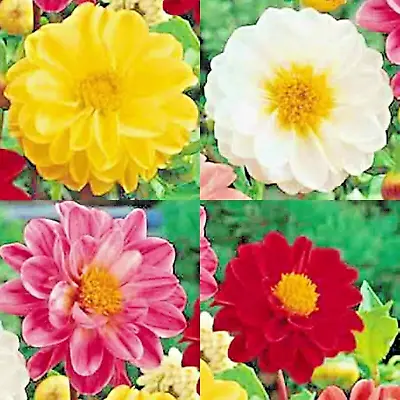 Dahlia 20 Seeds Rare Dwarf Spring Mix Huge Flowers Garden Containers Bees Usa • $3.99