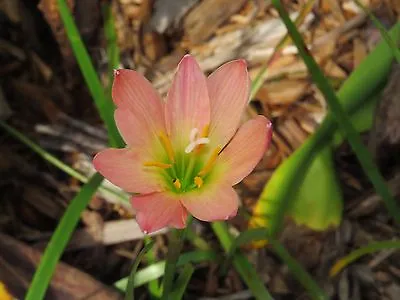 Rain Lily Zephyranthes Abacos Apricot 1 Bulb Habranthus • $18