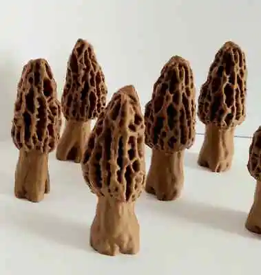 Walnut Morel Mushroom Decoration • $15.79