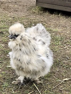 12 White Paint Silkie Hatching Eggs • £12