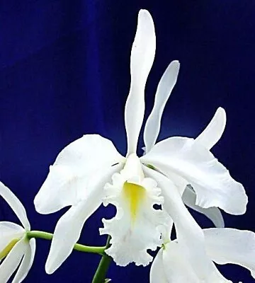 Orchid Plant 448. Cattleya Maxima Var Alba Nice Seedling In 90mm Pot Species • $25