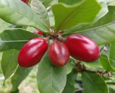 Miracle Fruit Plant Synsepalum Dulcificum Miracle Berry Tree Seedling  • $17