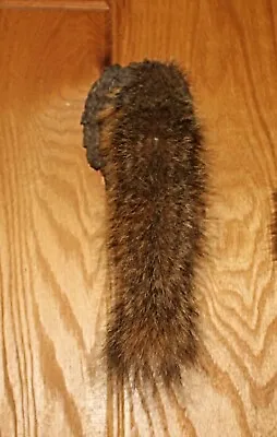 Eastern Fox Squirrel Tail Wall Mount Natural Knothole Taxidermy • $40